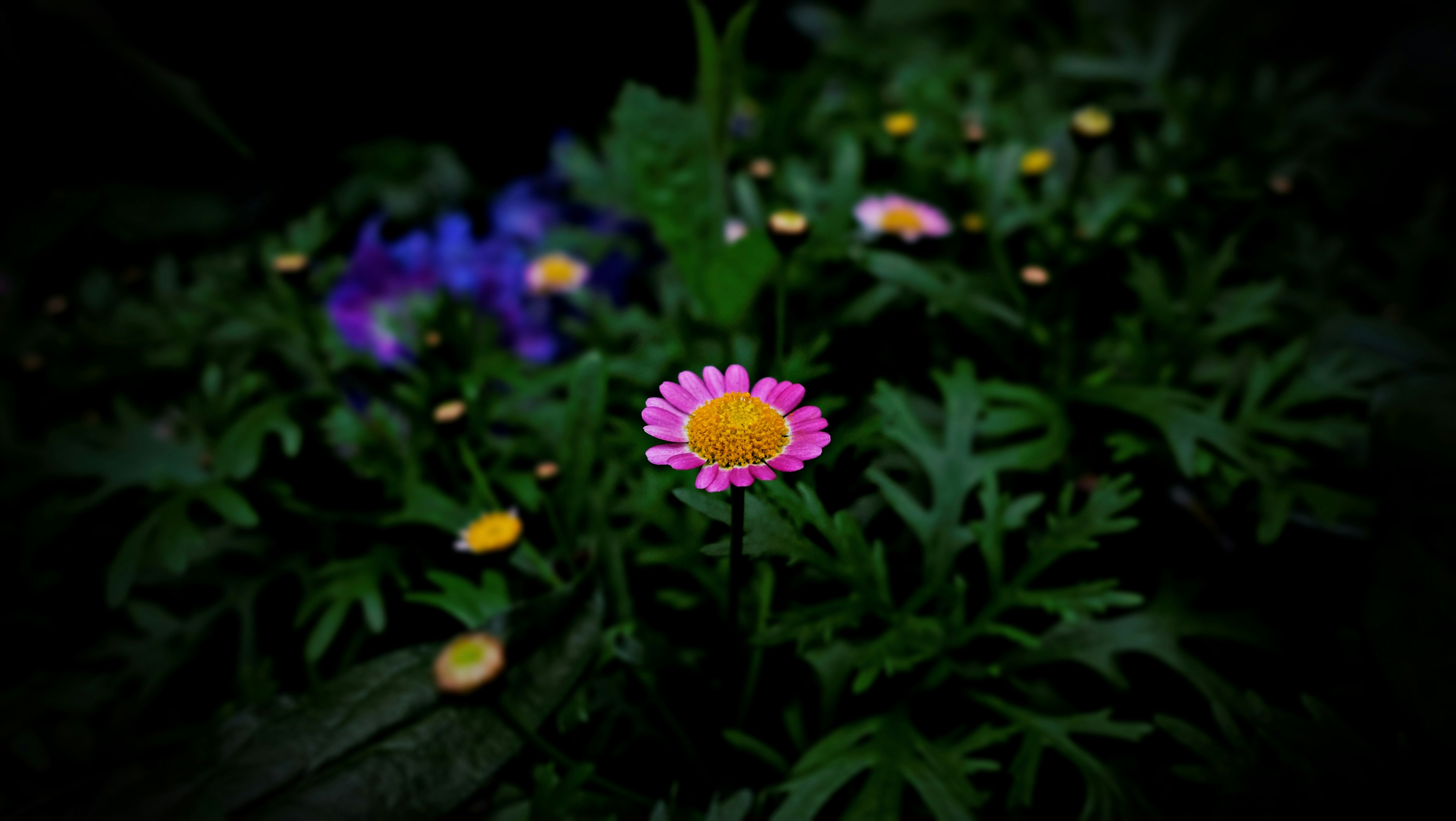 purple flower with green leaves